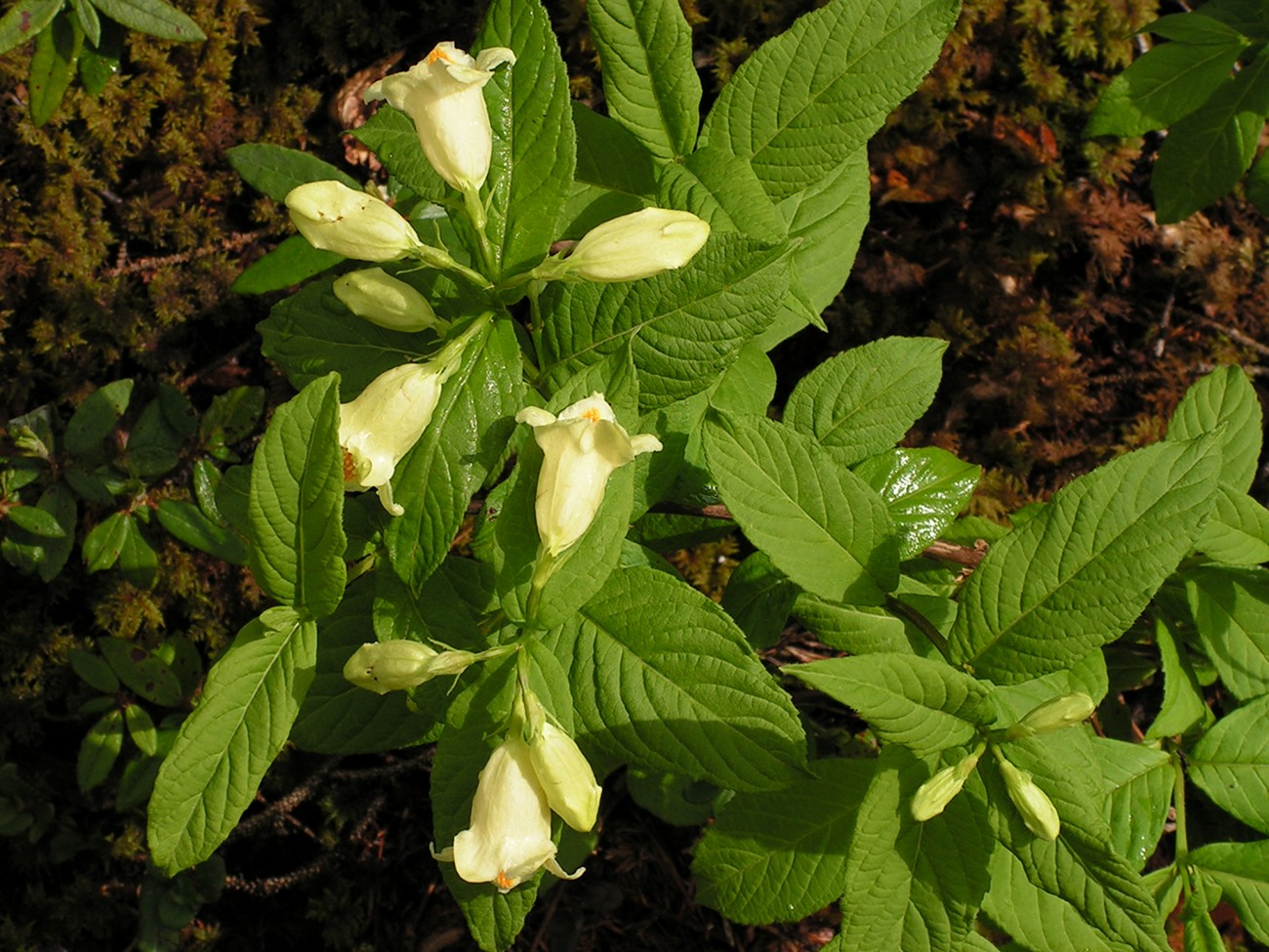 Image of Weigela middendorffiana specimen.