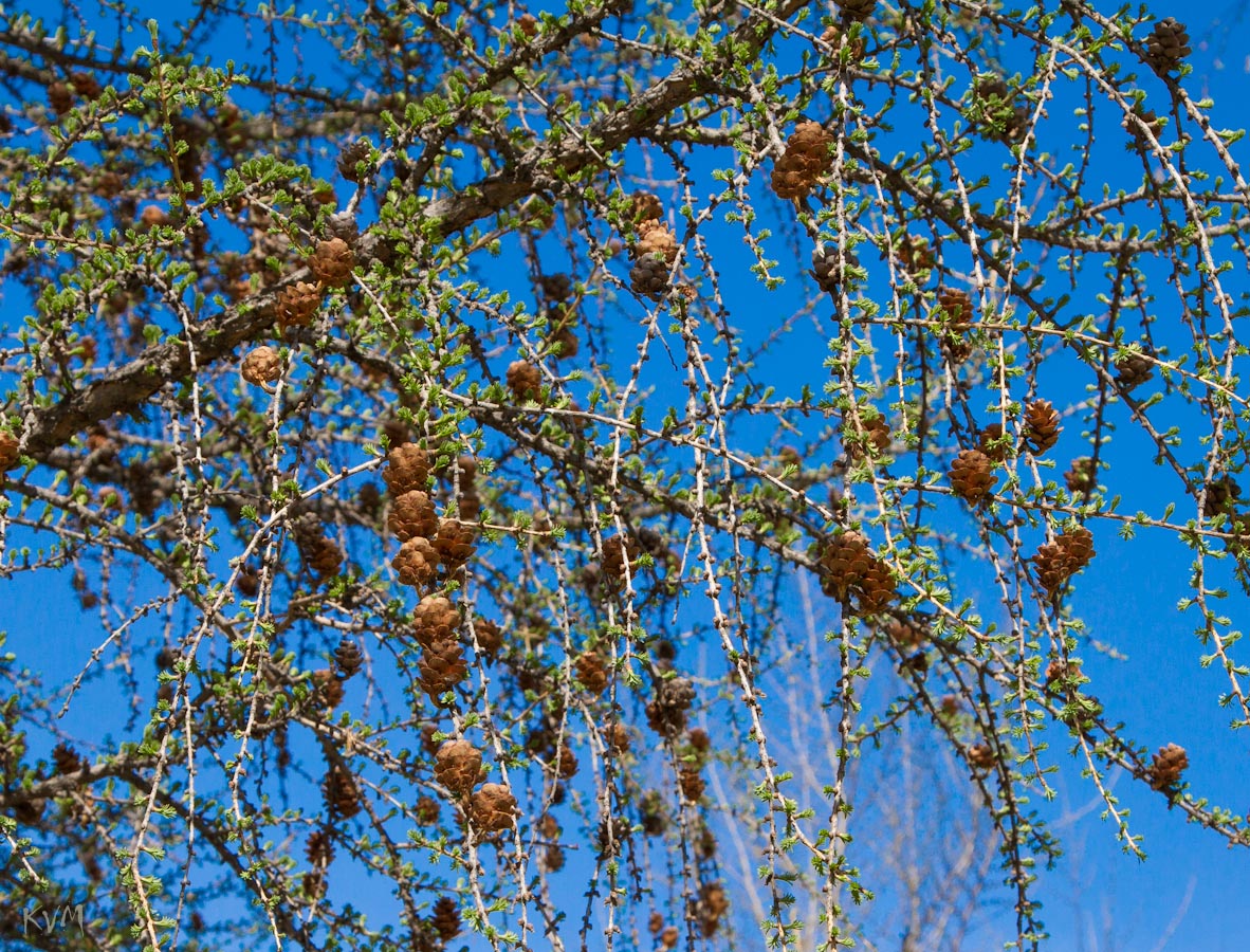 Image of genus Larix specimen.