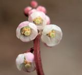 Pyrola minor. Нижние распустившиеся цветки соцветия (вид снизу). Мурманская обл., Кандалакшский р-н, окр. пос. Колвица, ельник. 03.07.2010.