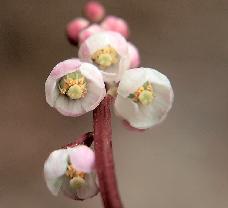 Изображение особи Pyrola minor.