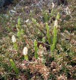 Lycopodium dubium