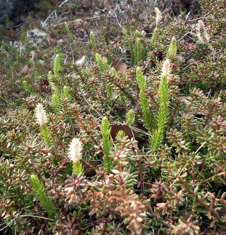 Image of Lycopodium dubium specimen.