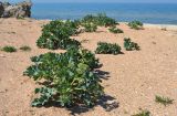 Crambe maritima