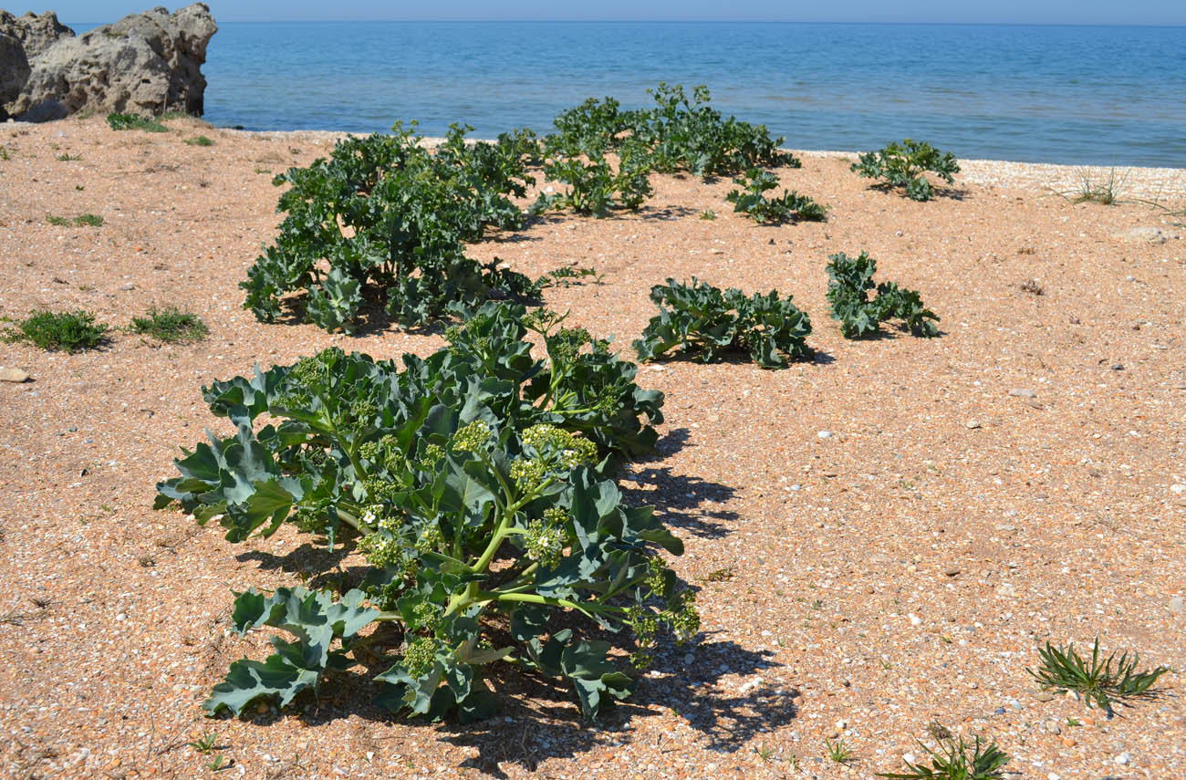 Изображение особи Crambe maritima.