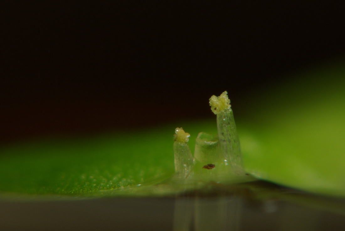 Image of Lemna gibba specimen.