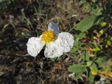 Cistus tauricus. Цветок (белоцветковая форма). Южный берег Крыма, пос. Гурзуф, ур. Мертвая долина. 27.05.2012.