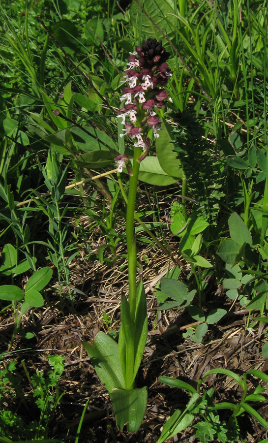 Изображение особи Neotinea ustulata.