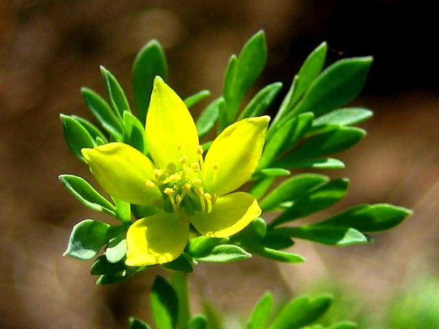 Image of Leptopyrum fumarioides specimen.