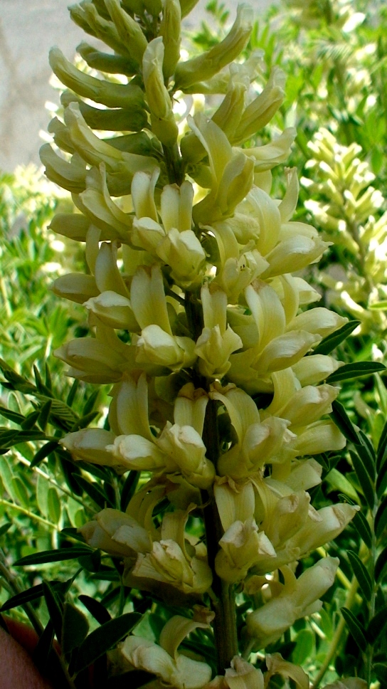 Image of Pseudosophora alopecuroides specimen.