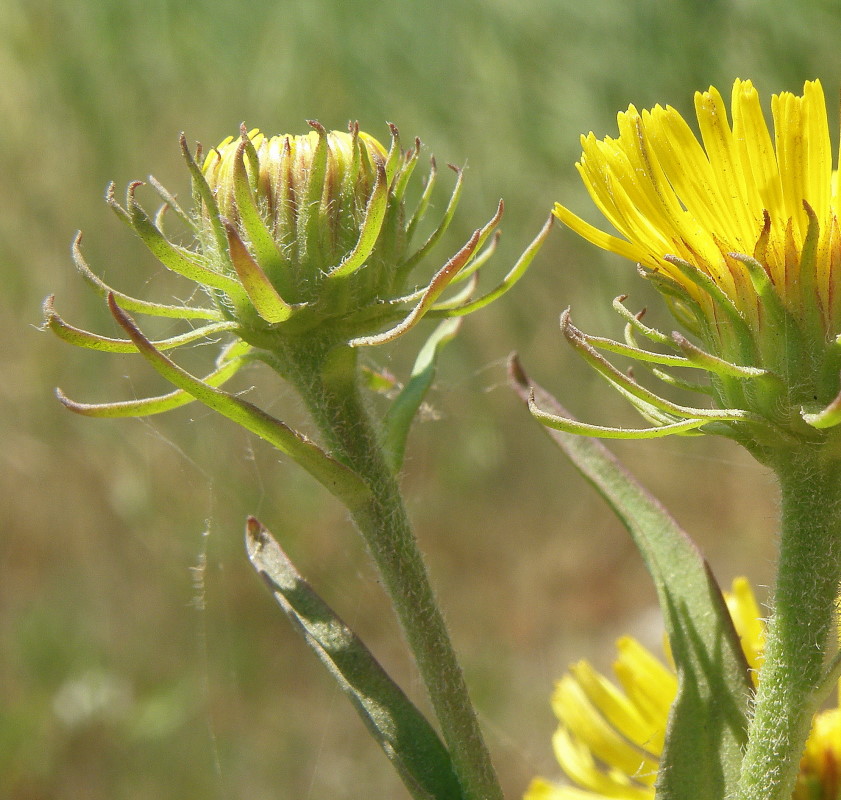 Image of Inula caspica specimen.