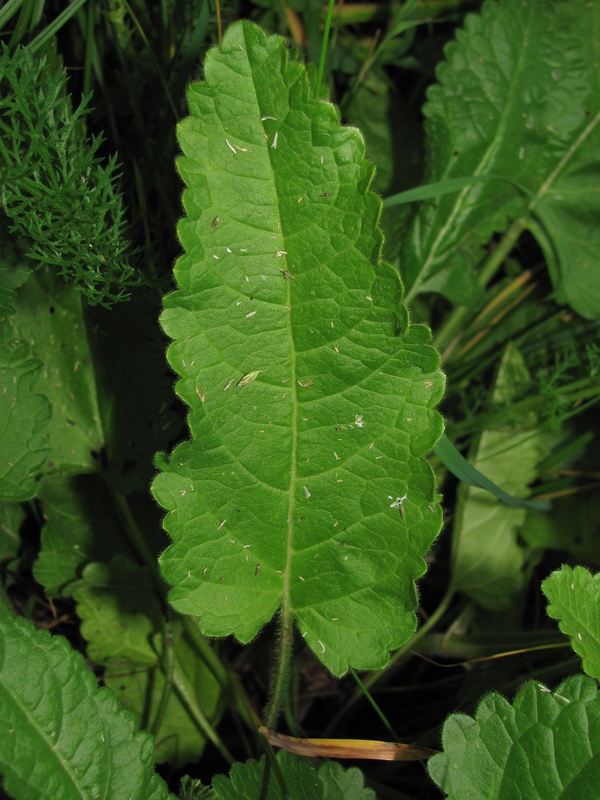 Image of Betonica officinalis specimen.