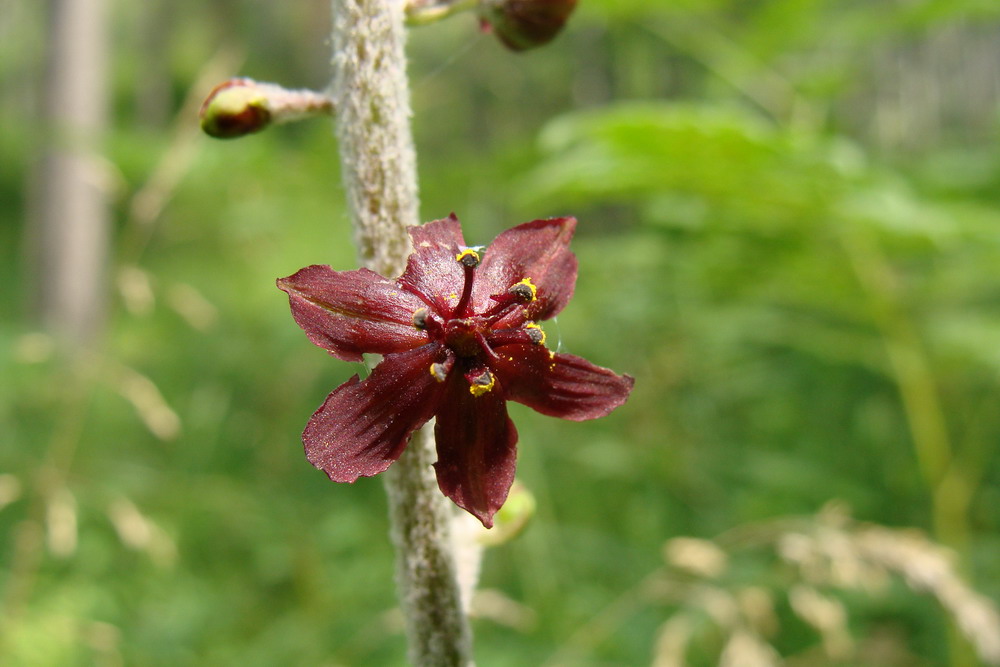 Изображение особи Veratrum nigrum.