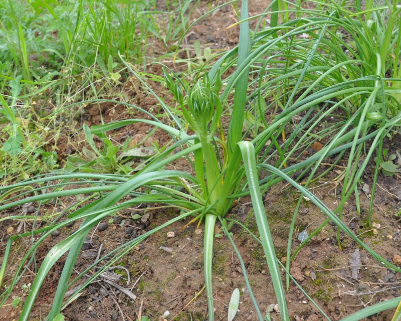 Изображение особи род Ornithogalum.