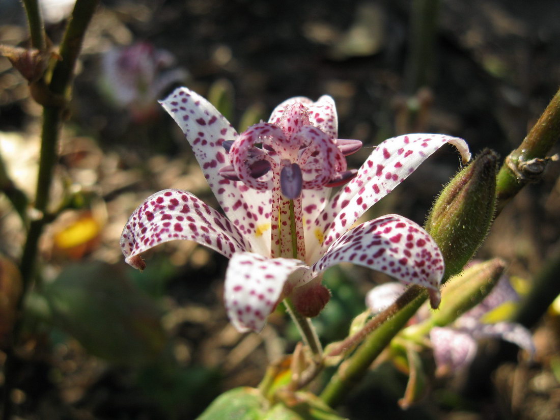 Image of Tricyrtis hirta specimen.