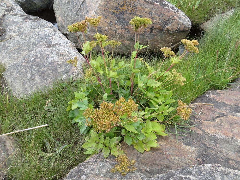 Image of Ligusticum scoticum specimen.