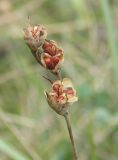 Gladiolus tenuis