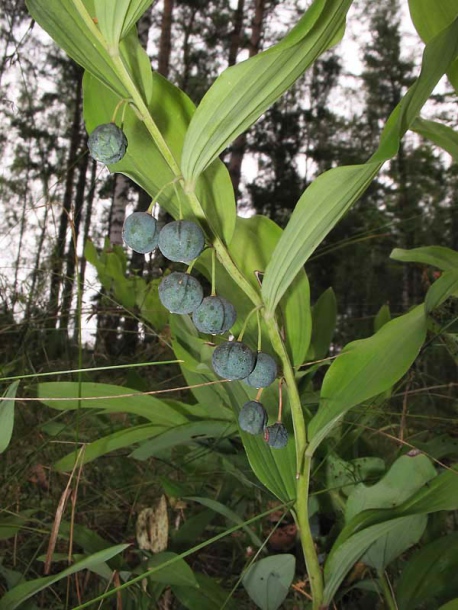 Image of Polygonatum odoratum specimen.