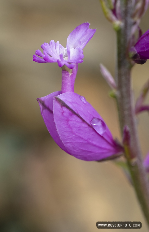 Image of Polygala major specimen.