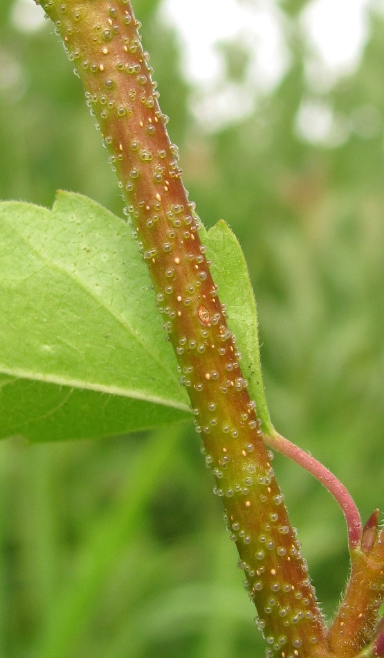Изображение особи Betula &times; aurata.