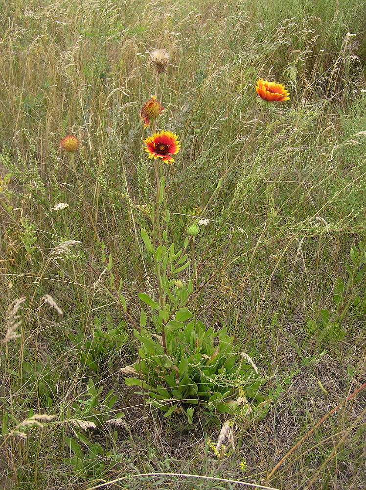 Изображение особи Gaillardia &times; grandiflora.