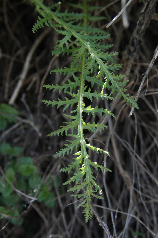 Image of Pedicularis olgae specimen.