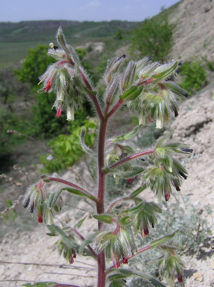 Image of Onosma iricolor specimen.