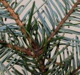 Picea omorika. Часть ветки (видна обратная сторона хвоинок). Германия, г. Кемпен, в прогулочной зоне. 16.11.2012.