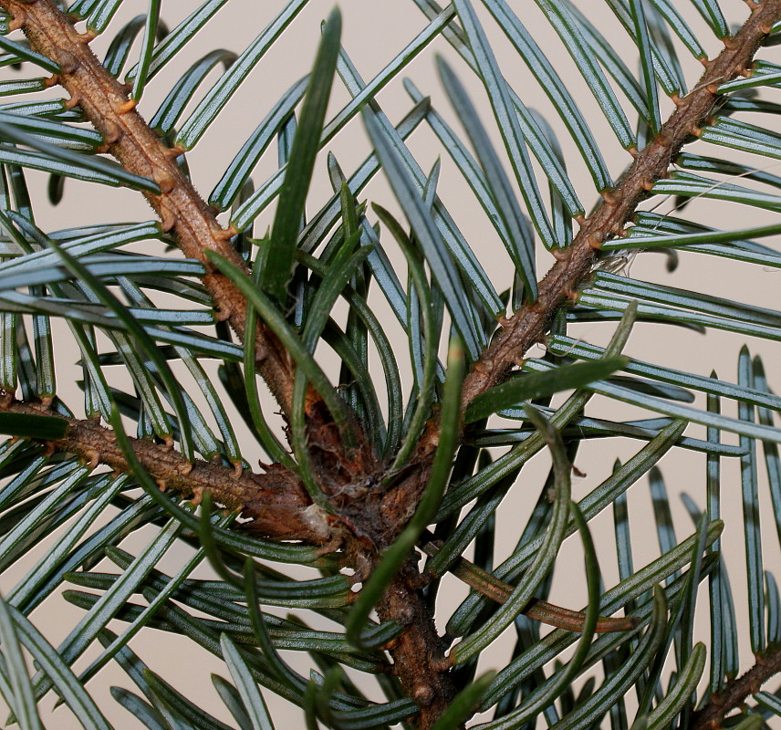 Изображение особи Picea omorika.