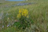 Verbascum marschallianum