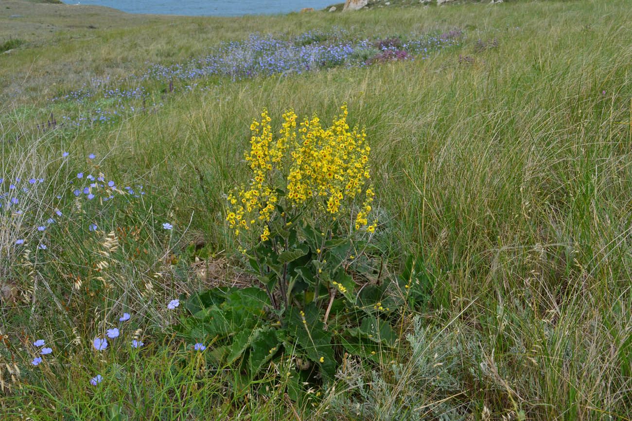 Image of Verbascum marschallianum specimen.