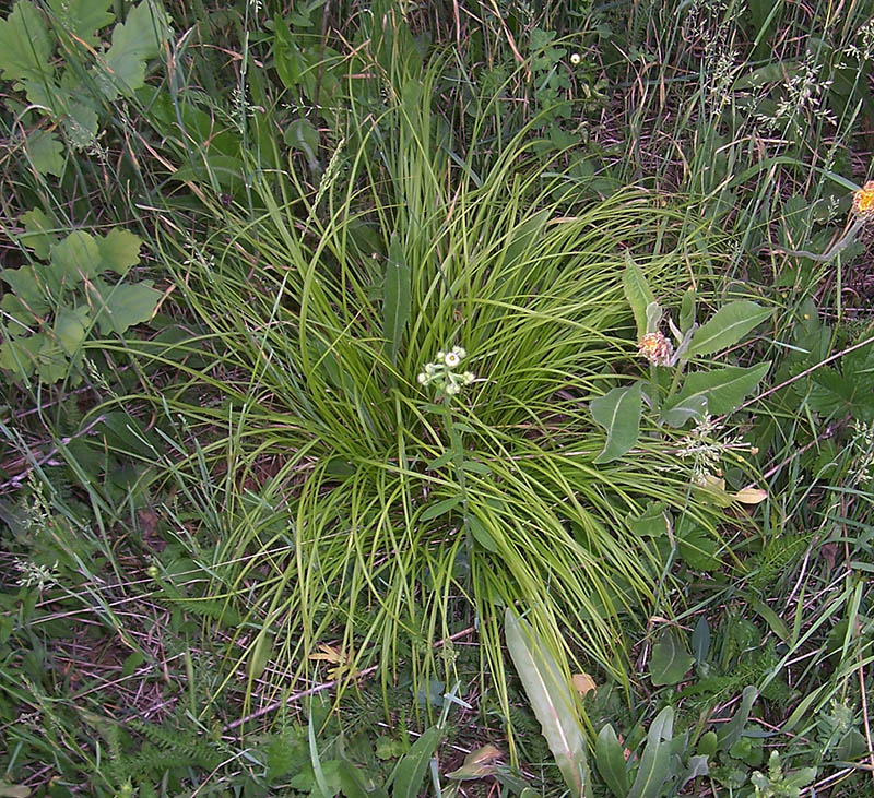 Image of Carex montana specimen.