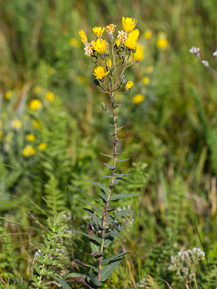 Изображение особи Hieracium virosum.