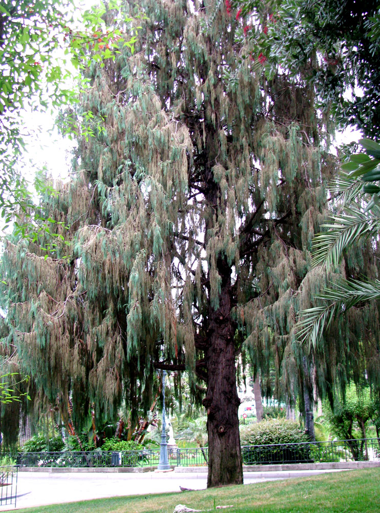 Image of Chamaecyparis nootkatensis specimen.