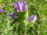 Campanula farinosa