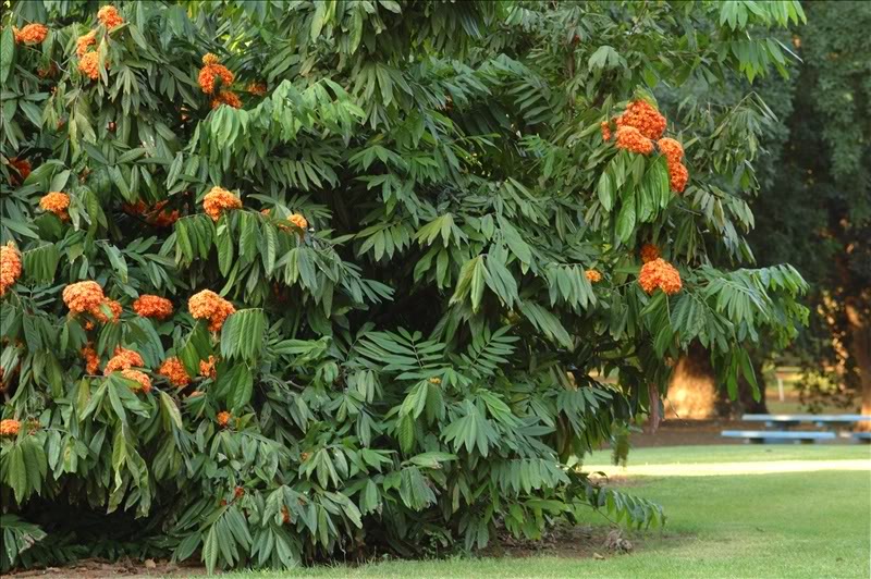 Image of Saraca indica specimen.