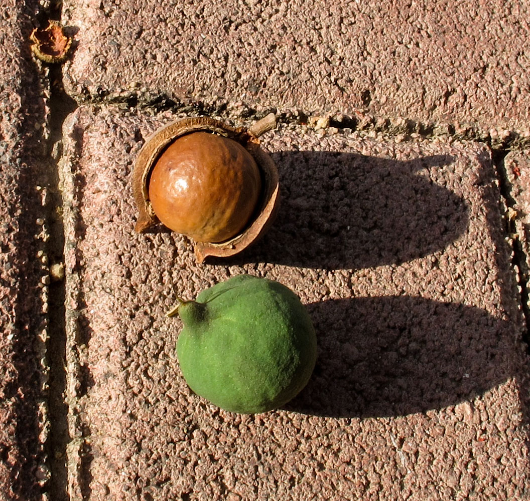 Изображение особи Macadamia tetraphylla.