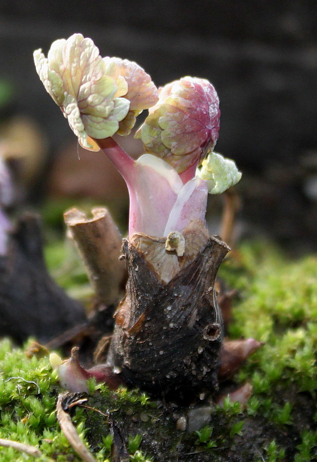 Изображение особи Aquilegia vulgaris.