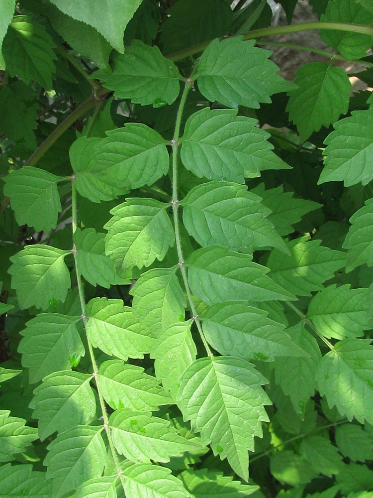 Image of Campsis radicans specimen.