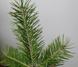 Pseudotsuga menziesii. Верхняя часть веточки. Германия, г. Кемпен, во дворе многоквартирного дома. 17.03.2013.