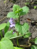 Glechoma hederacea