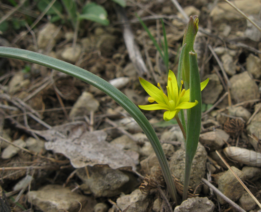 Image of Gagea transversalis specimen.