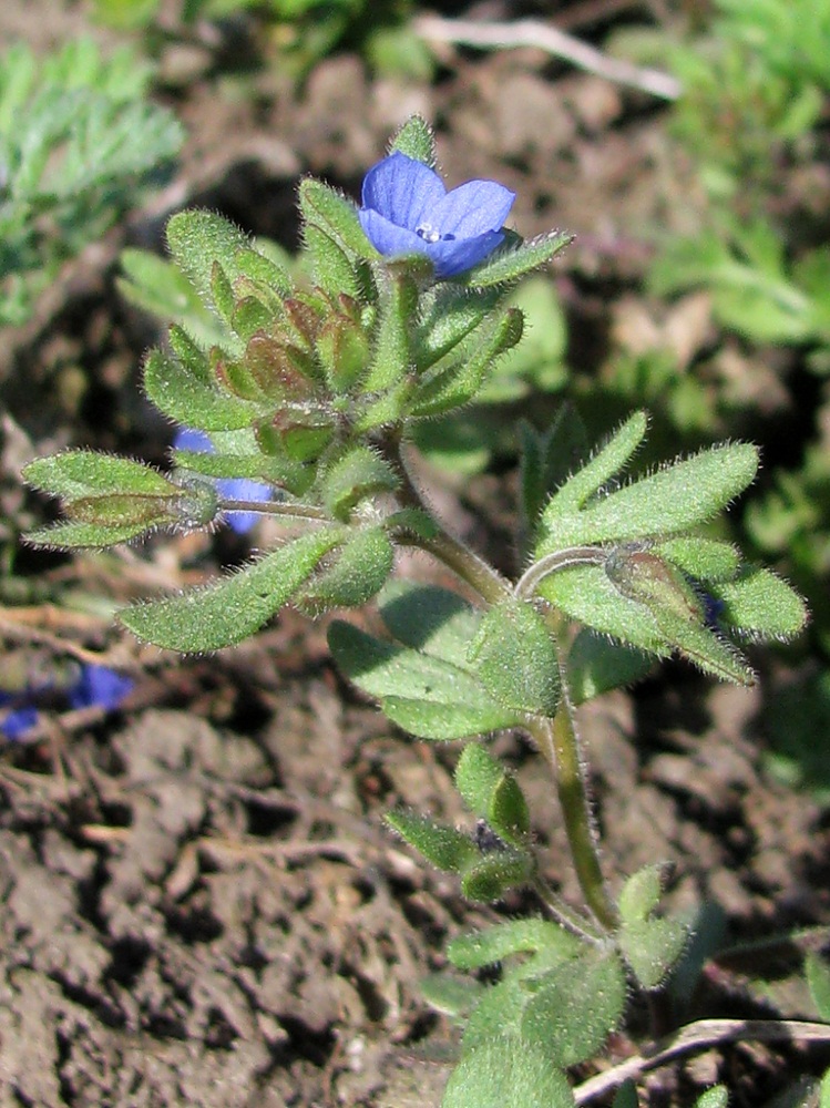 Изображение особи Veronica triphyllos.