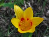 Tulipa tschimganica