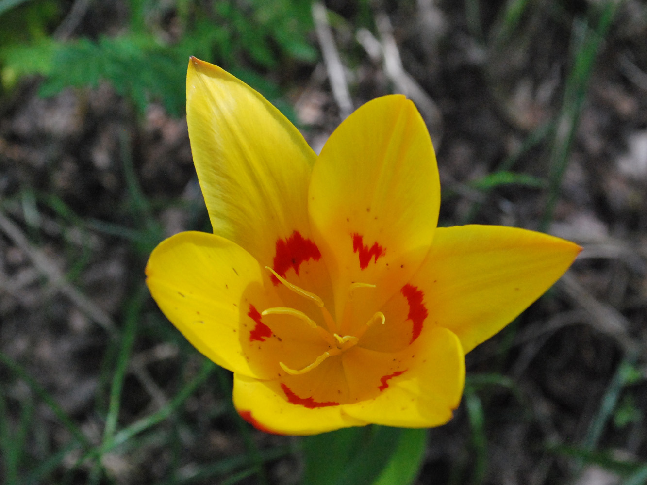 Image of Tulipa tschimganica specimen.
