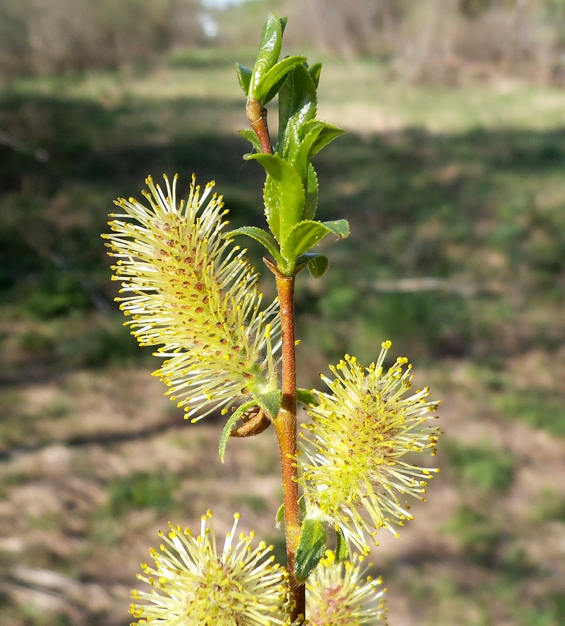 Изображение особи Salix hexandra.