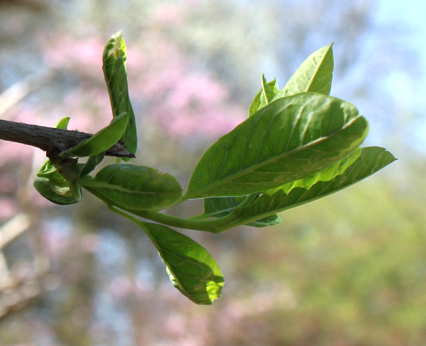 Изображение особи Exochorda racemosa.