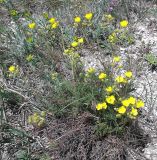 Potentilla volgarica. Цветущее растение. Саратовская обл., национальный парк \"Хвалынский\", подножие меловой горы. 12.05.2008.