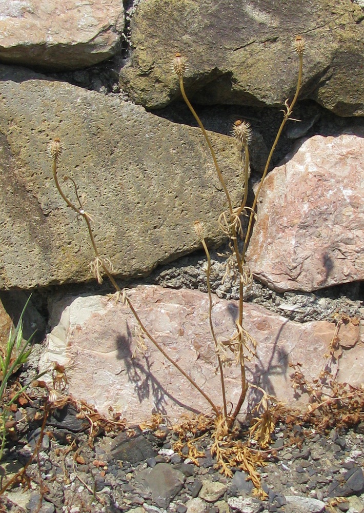 Image of Papaver hybridum specimen.