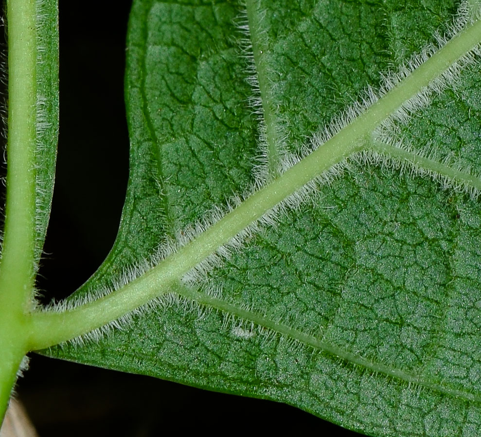 Image of Campsis radicans specimen.