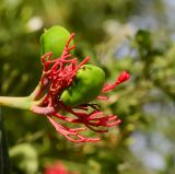 Jatropha multifida. Соцветие с раскрывшимся цветком, отцветшими цветками и плодами. Израиль, Шарон, г. Герцлия, в культуре. 02.06.2013.